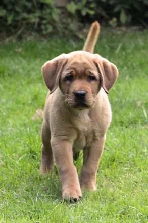 Labradorwelpen in Foxred suchen Zuhause auf Lebenszeit
