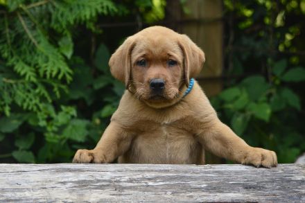 Labradorwelpen in Foxred suchen Zuhause auf Lebenszeit