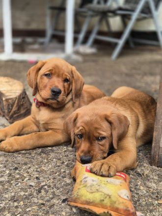 Labradorwelpen in Foxred suchen Zuhause auf Lebenszeit
