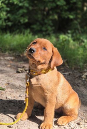 Labradorwelpen in Foxred suchen Zuhause auf Lebenszeit