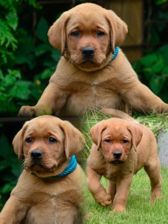 Labradorwelpen in Foxred suchen Zuhause auf Lebenszeit