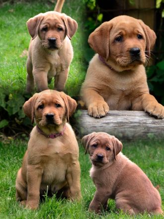 Labradorwelpen in Foxred suchen Zuhause auf Lebenszeit