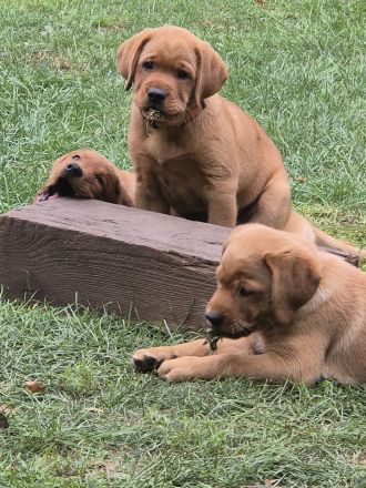 Labradorwelpen in Foxred suchen Zuhause auf Lebenszeit