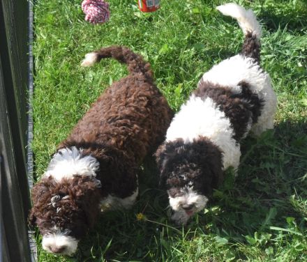 Spanischer Wasserhund - Welpe mit FCI Papieren.