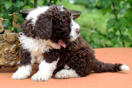 Spanischer Wasserhund - Welpe mit FCI Papieren.