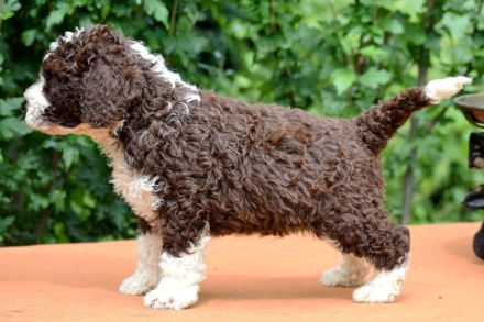 Spanischer Wasserhund - Welpe mit FCI Papieren.