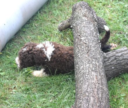 Spanischer Wasserhund - Welpe mit FCI Papieren.