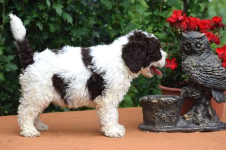 Spanischer Wasserhund - Welpe mit FCI Papieren.