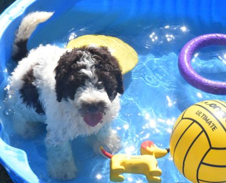 Spanischer Wasserhund - Welpe mit FCI Papieren.