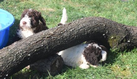 Spanischer Wasserhund - Welpe mit FCI Papieren.