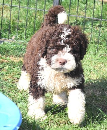 Spanischer Wasserhund - Welpe mit FCI Papieren.