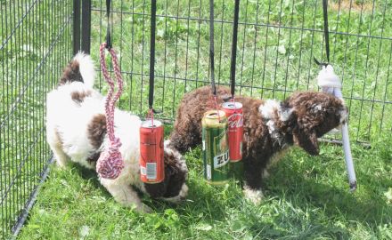 Spanischer Wasserhund - Welpe mit FCI Papieren.