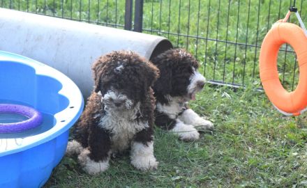 Spanischer Wasserhund - Welpe mit FCI Papieren.