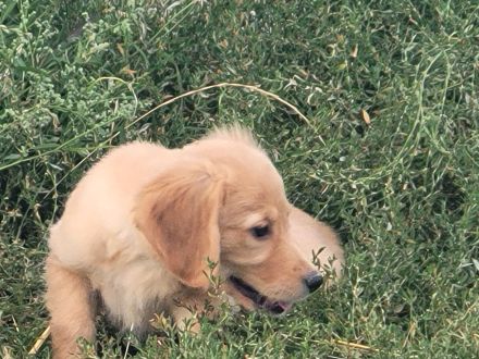 Golden Retriever Welpen