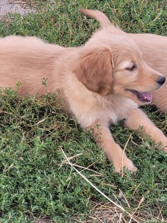 Golden Retriever Welpen