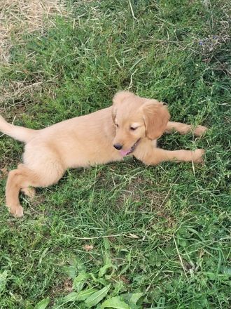 Golden Retriever Welpen