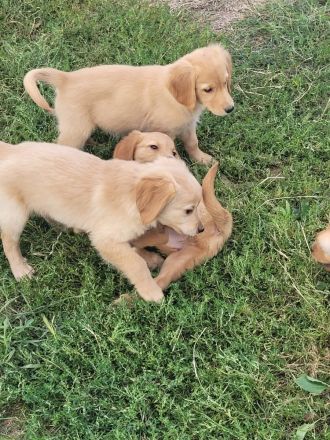 Golden Retriever Welpen