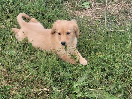 Golden Retriever Welpen
