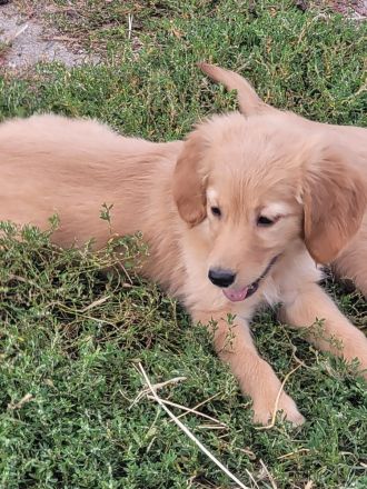 Golden Retriever Welpen