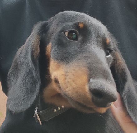 Dackel Welpen Reinrassig