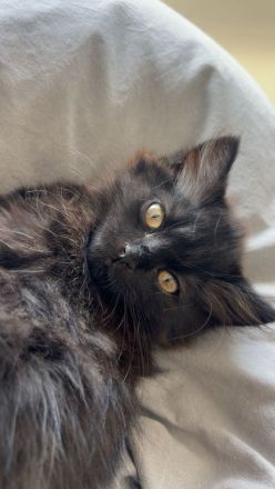 British Langhaar mischling 3 Monate