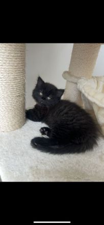 British Langhaar mischling 3 Monate