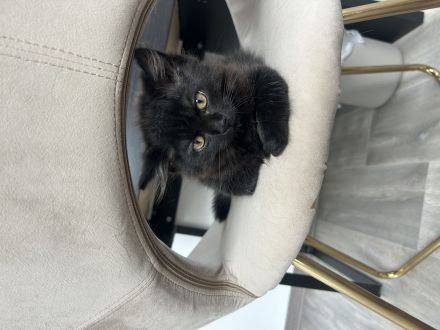 British Langhaar mischling 3 Monate