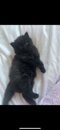 British Langhaar mischling 3 Monate