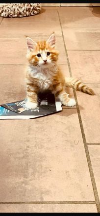 Norwegische Waldkatzen Kitten