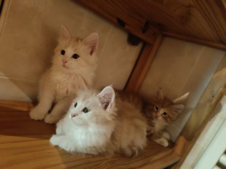 Norwegische Waldkatzen Kitten