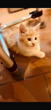 Norwegische Waldkatzen Kitten