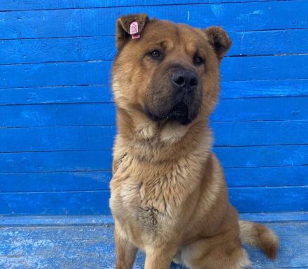 Chow-Chow-Mix-Rüde Bear