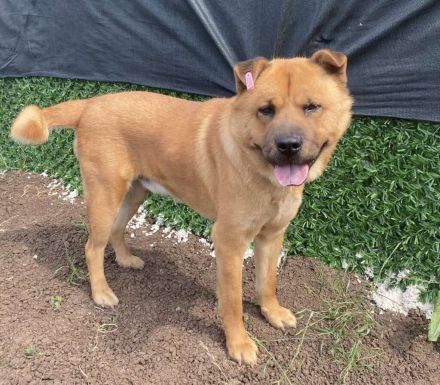 Chow-Chow-Mix-Rüde Bear