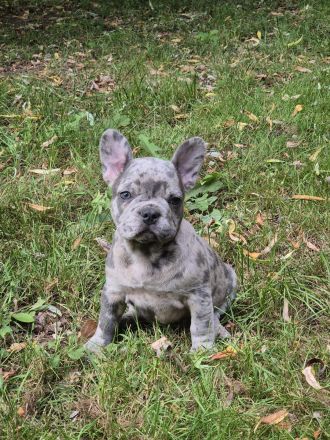 Französische Bulldoggen Welpen blue, schoko, isabella, merle, trindle, freiatmend, Pap, abgabebereit