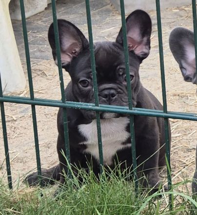 Französische Bulldoggen Welpen blue, schoko, isabella, merle, trindle, freiatmend, Pap, abgabebereit