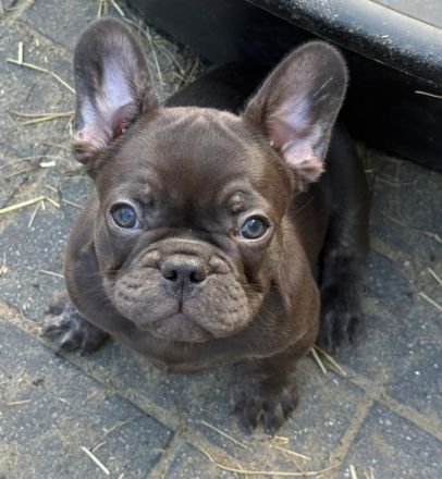 Französische Bulldoggen Welpen blue, schoko, isabella, merle, trindle, freiatmend, Pap, abgabebereit
