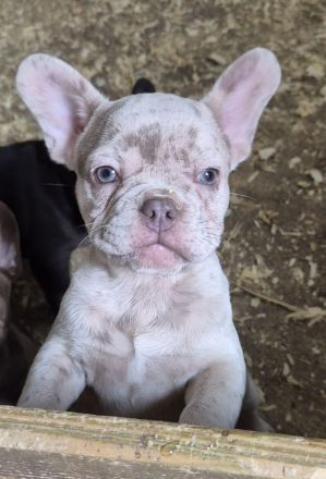 Französische Bulldoggen Welpen blue, schoko, isabella, merle, trindle, freiatmend, Pap, abgabebereit