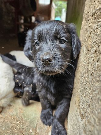 FlatCoatedRetriever x Golden Retriever