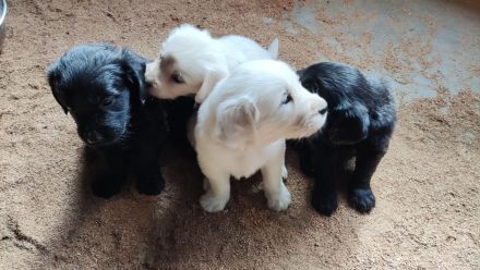 FlatCoatedRetriever x Golden Retriever