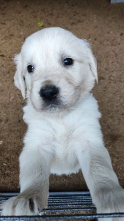 FlatCoatedRetriever x Golden Retriever