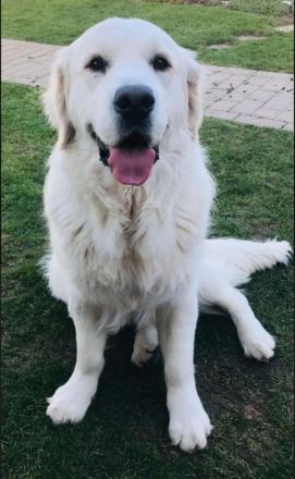 Wurfankündigung FlatCoatedRetriever x Golden Retriever