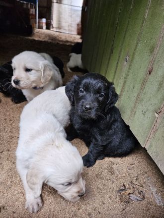 FlatCoatedRetriever x Golden Retriever