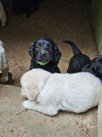 FlatCoatedRetriever x Golden Retriever