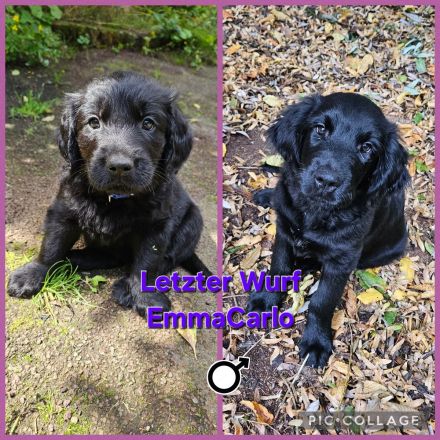 Wurfankündigung FlatCoatedRetriever x Golden Retriever