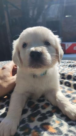 FlatCoatedRetriever x Golden Retriever