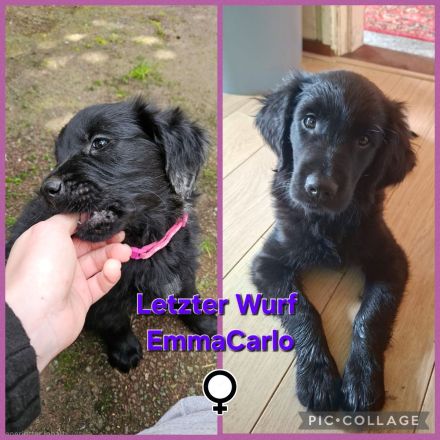 Wurfankündigung FlatCoatedRetriever x Golden Retriever