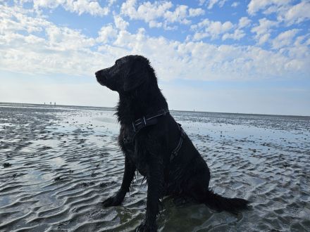 FlatCoatedRetriever x Golden Retriever