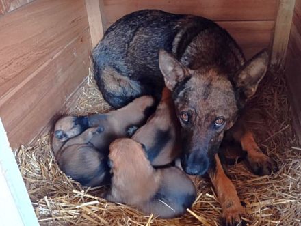 Coby, Pepper - RESERVIERT , Lemmi - möchten noch Alles lernen - werden einzeln vermittelt