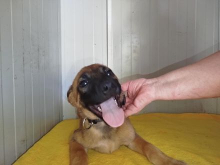 Coby, Pepper - RESERVIERT , Lemmi - möchten noch Alles lernen - werden einzeln vermittelt