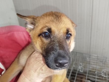 Coby, Pepper - RESERVIERT , Lemmi - möchten noch Alles lernen - werden einzeln vermittelt